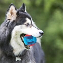 Kong Hondenspeelgoed Squeezz Action Bal Large Rood/blauw D 8 Cm 2 Stuks -Dierenwinkel Met Korting 0035585464022 3