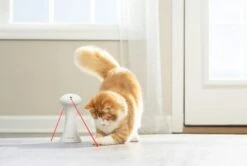 Petsafe Kattenspeelgoed Frolicat Automatische Multi-laser D 10 H 35 Cm -Dierenwinkel Met Korting 0729849162259 5