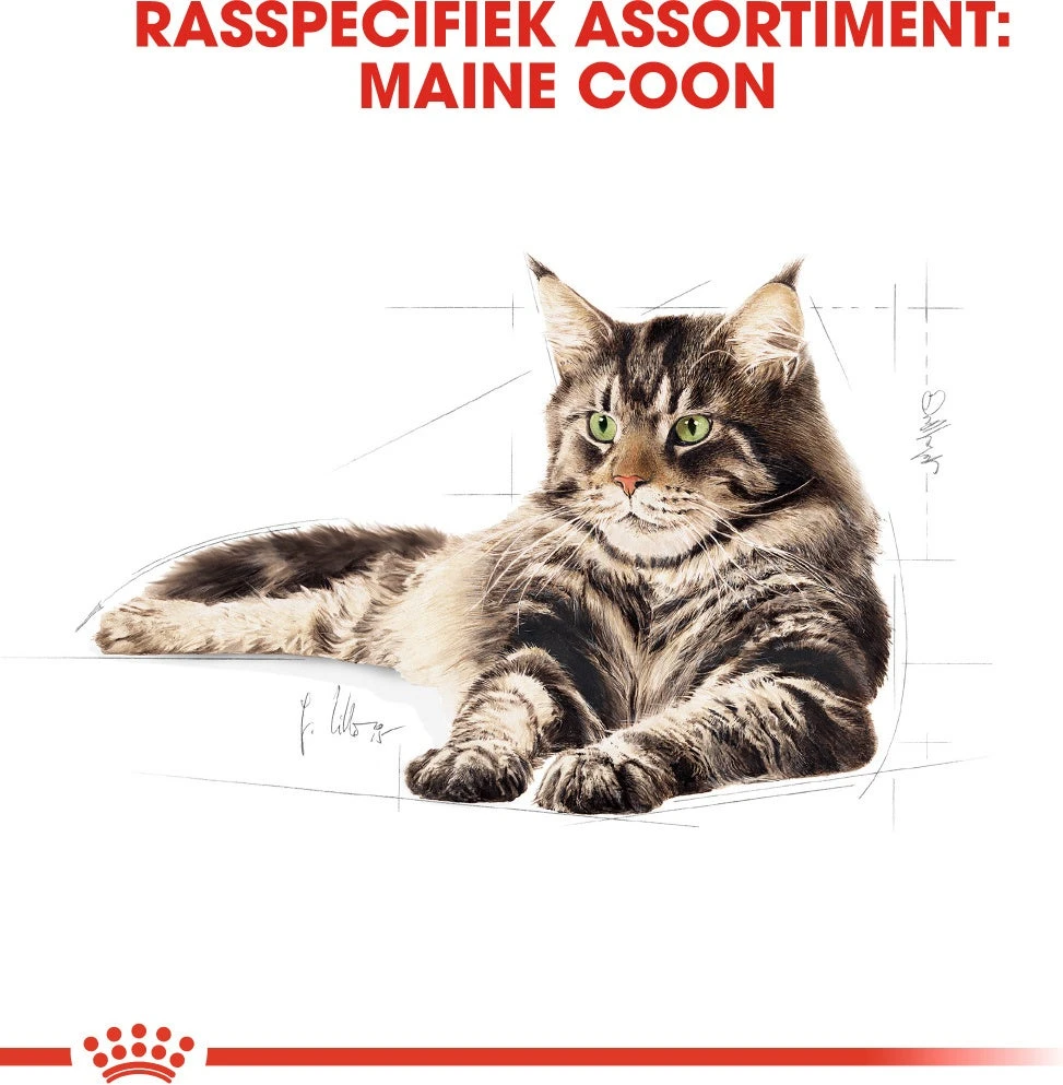Royal Canin Kattenvoer Maine Coon Adult 2 Kg 4 Royal Canin Kattenvoer Maine Coon Adult 2 Kg - Afbeelding 2