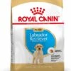 Royal Canin Hondenvoer Labrador Retriever Puppy 12 Kg -Dierenwinkel Met Korting 3182550725514 1