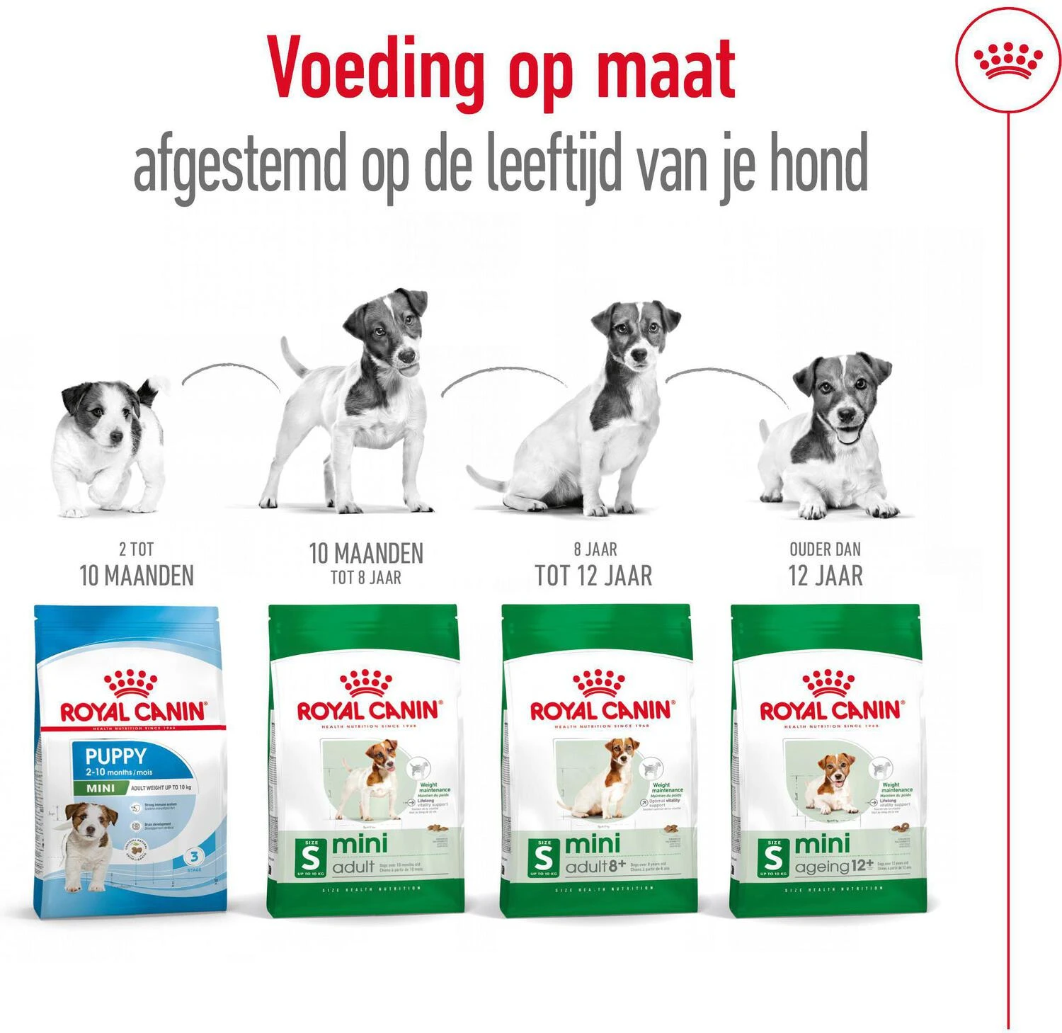 Royal Canin Hondenvoer Mini Ageing 12+ 3,5 Kg 7 Royal Canin Hondenvoer Mini Ageing 12+ 3,5 Kg - Afbeelding 5