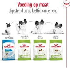Royal Canin Hondenvoer X-Small Adult 1,5 Kg 11 Royal Canin Hondenvoer X-Small Adult 1,5 Kg -Dierenwinkel Met Korting 3182550793728 5