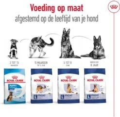 Royal Canin Hondenvoer Maxi Ageing 8+ 15 Kg -Dierenwinkel Met Korting 3182550803113 4