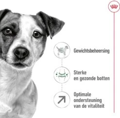 Royal Canin Hondenvoer Mini Adult 8+ 2 Kg -Dierenwinkel Met Korting 3182550831383 3