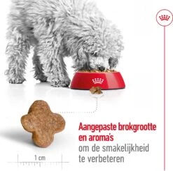 Royal Canin Hondenvoer Mini Adult 8+ 8 Kg -Dierenwinkel Met Korting 3182550831406 4