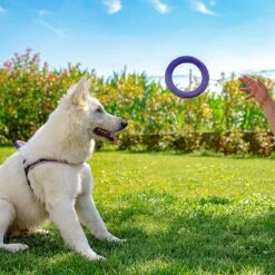 Ferplast Hondenspeelgoed Puller Midi Paars D 19 H 6,4 Cm 2 Stuks -Dierenwinkel Met Korting 8010690183022 8