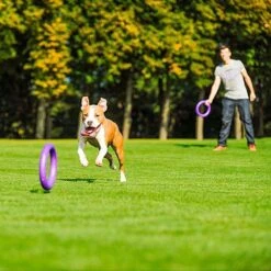 Ferplast Hondenspeelgoed Puller Standaard Paars D 27 H 8,5 Cm 2 Stuks 12 Ferplast Hondenspeelgoed Puller Standaard Paars D 27 H 8,5 Cm 2 Stuks -Dierenwinkel Met Korting 8010690183039 2