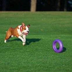 Ferplast Hondenspeelgoed Puller Maxi Paars D 29 H 7,5 Cm -Dierenwinkel Met Korting 8010690183046 4