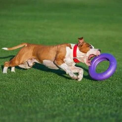 Ferplast Hondenspeelgoed Puller Maxi Paars D 29 H 7,5 Cm -Dierenwinkel Met Korting 8010690183046 5