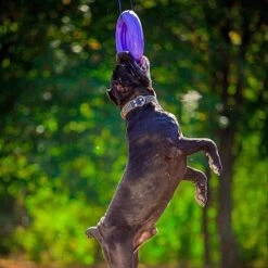 Ferplast Hondenspeelgoed Puller Maxi Paars D 29 H 7,5 Cm -Dierenwinkel Met Korting 8010690183046 6