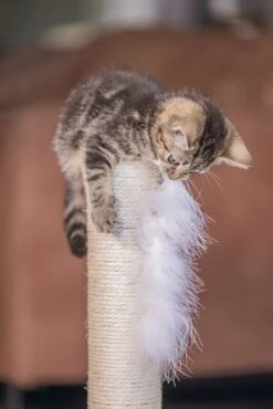 Beeztees Krabpaal Atila Grijs 35 X 35 X 53 Cm -Dierenwinkel Met Korting 8712695193647 6