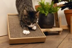 Beeztees Krabplank Minus One Bruin 49 X 25 X 24,5 Cm -Dierenwinkel Met Korting 8712695197218 6