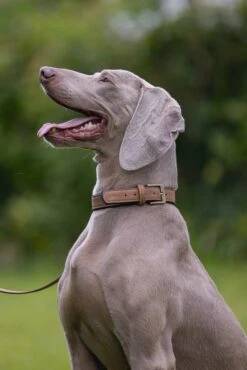 Beeztees Hondenhalsband Balacron Ax Bruin 52-62 X 3 Cm -Dierenwinkel Met Korting 8712695198499 9