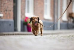 Beeztees Hondenriem Balacron Bruin 100 X 1,5 Cm -Dierenwinkel Met Korting 8712695198505 4