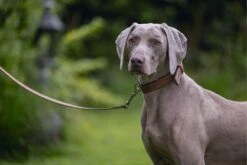 Beeztees Hondenriem Balacron Bruin 100 X 2 Cm 9 Beeztees Hondenriem Balacron Bruin 100 X 2 Cm -Dierenwinkel Met Korting 8712695198512 4