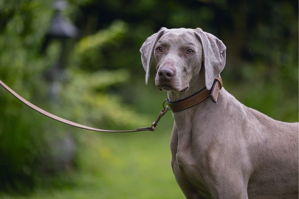 Beeztees Hondenriem Balacron Bruin 100 X 2 Cm 6 Beeztees Hondenriem Balacron Bruin 100 X 2 Cm - Afbeelding 4