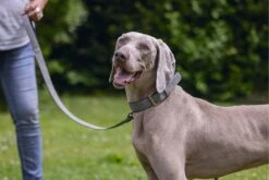 Beeztees Hondenhalsband Balacron Ax Grijs 47-57 X 3 Cm -Dierenwinkel Met Korting 8712695198727 9