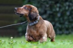 Beeztees Hondenriem Balacron Grijs 100 X 1,5 Cm -Dierenwinkel Met Korting 8712695198741 4