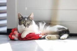 Beeztees Kattenspeelgoed Bewegende Kreeft Rood 25 X 5 X 8 Cm -Dierenwinkel Met Korting 8712695200239 12