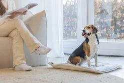 Designed By Lotte Benchkussen Gisel Grijs 89 X 60 X 6 Cm 16 Designed By Lotte Benchkussen Gisel Grijs 89 X 60 X 6 Cm -Dierenwinkel Met Korting 8712695202554 6