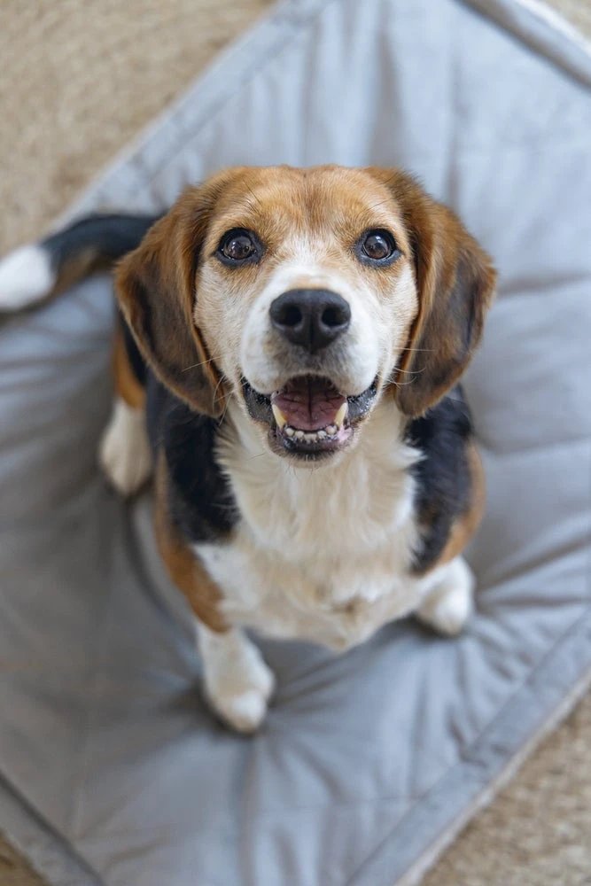 Designed By Lotte Benchkussen Gisel Grijs 89 X 60 X 6 Cm 11 Designed By Lotte Benchkussen Gisel Grijs 89 X 60 X 6 Cm - Afbeelding 9