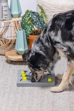 Beeztees Hondenspeelgoed Brain Game Looki Grijs 28 X 28 X 4,5 Cm -Dierenwinkel Met Korting 8712695202769 5