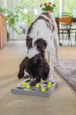 Beeztees Hondenspeelgoed Brain Game Looki Grijs 28 X 28 X 4,5 Cm -Dierenwinkel Met Korting 8712695202769 6