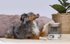 Beeztees Hondenspeelgoed Brain Game Delicious Grijs 28 X 28 X 4,5 Cm 25 Beeztees Hondenspeelgoed Brain Game Delicious Grijs 28 X 28 X 4,5 Cm -Dierenwinkel Met Korting 8712695202783 11