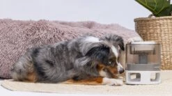 Beeztees Hondenspeelgoed Brain Game Delicious Grijs 28 X 28 X 4,5 Cm 23 Beeztees Hondenspeelgoed Brain Game Delicious Grijs 28 X 28 X 4,5 Cm -Dierenwinkel Met Korting 8712695202783 9