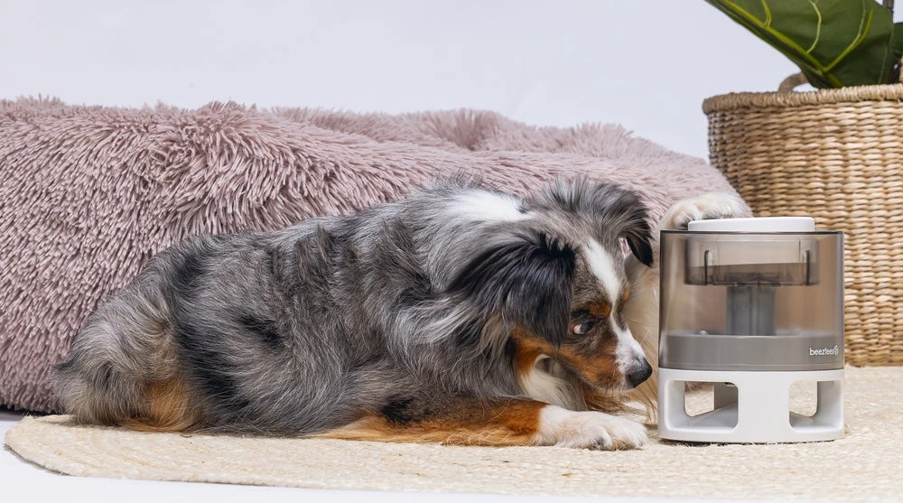 Beeztees Hondenspeelgoed Brain Game Delicious Grijs 28 X 28 X 4,5 Cm 11 Beeztees Hondenspeelgoed Brain Game Delicious Grijs 28 X 28 X 4,5 Cm - Afbeelding 9