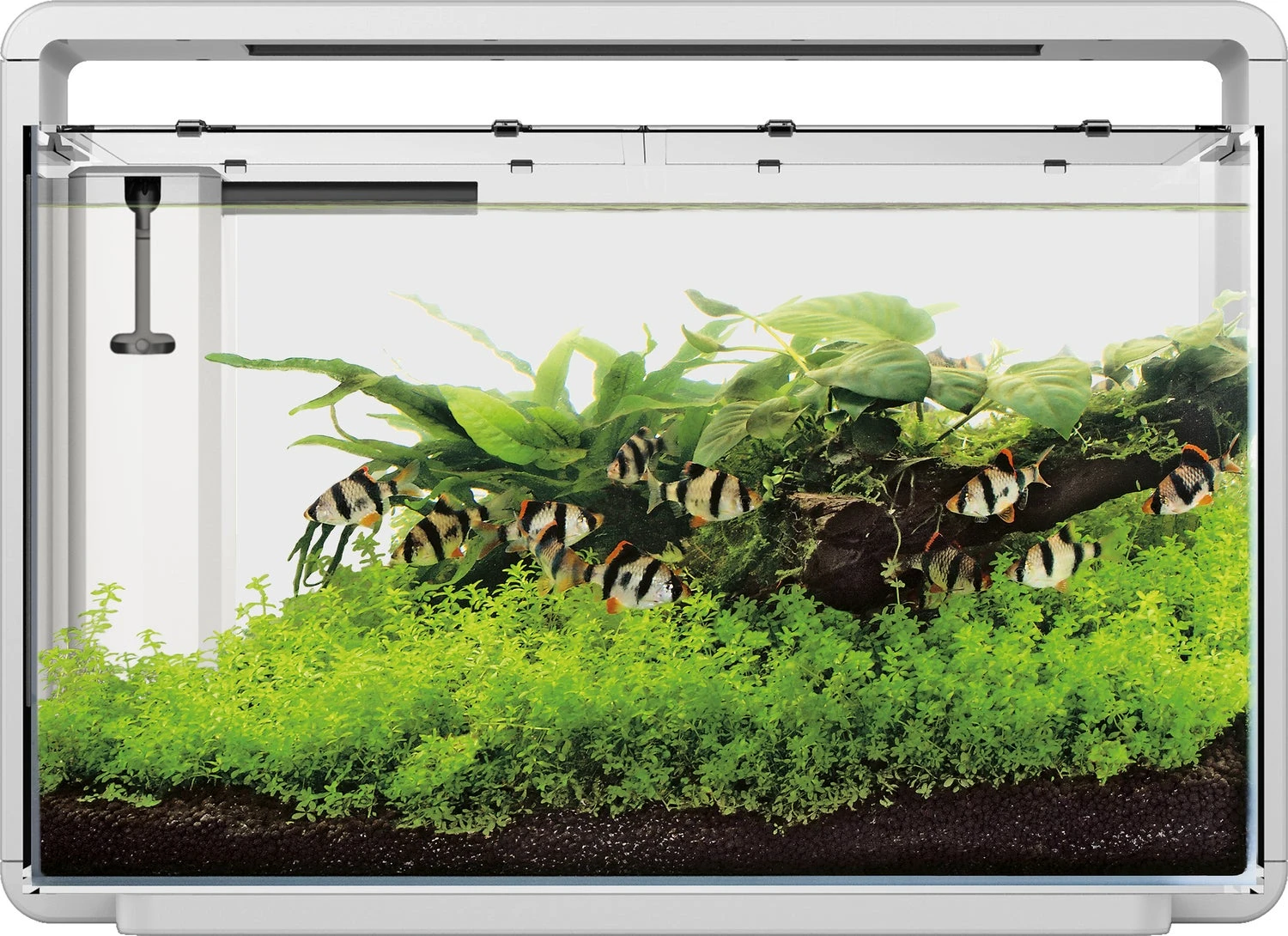 SuperFish Aquarium Home 65 Wit 60 L 3 SuperFish Aquarium Home 65 Wit 60 L