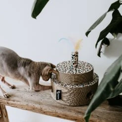 District 70 Krabkarton Fiesta Stippen D 25 H 25 Cm -Dierenwinkel Met Korting 8717202615278 4