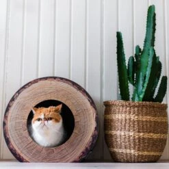 District 70 Krabkarton Boomstam Bruin D 40 H 30 Cm -Dierenwinkel Met Korting 8717202615315 3