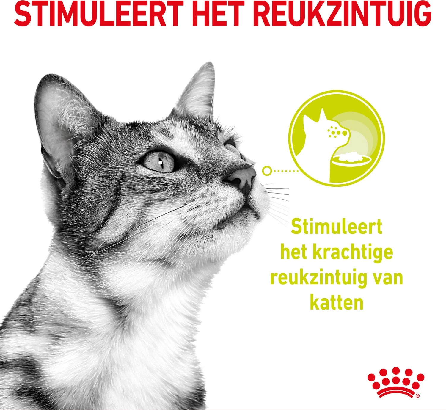 Royal Canin Kattenvoer In Saus Sensory Smell 85 G 12 Stuks 5 Royal Canin Kattenvoer In Saus Sensory Smell 85 G 12 Stuks - Afbeelding 3