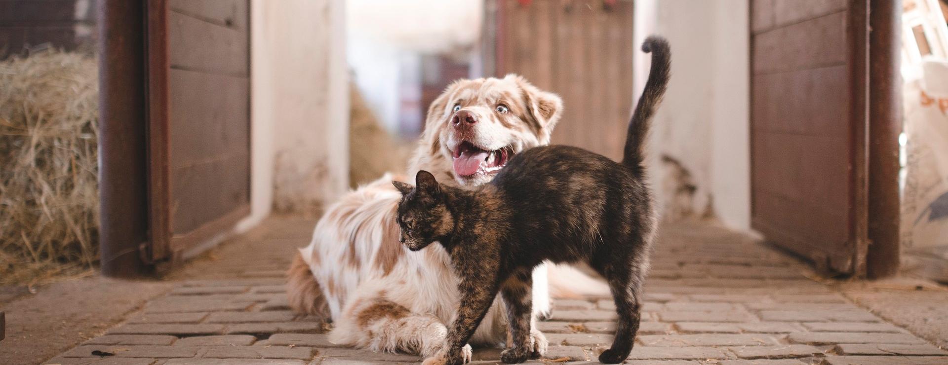 Dierenwinkel Met Korting -Dierenwinkel Met Korting dog 5883275 1920